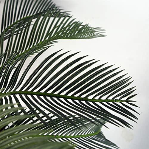 Gros plan sur des feuilles de palmier vertes.