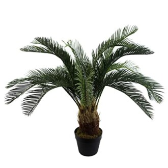 Plante de palmier sagoutier dans un pot noir.