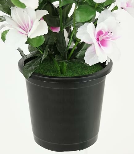 Fleurs blanches et roses en pot noir
