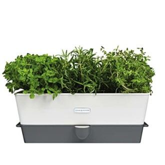 Jardinière avec herbes fraîches.