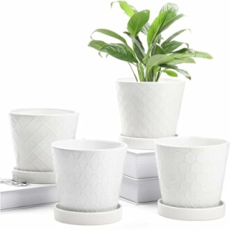 Ensemble de pots en céramique blanche avec plante verte.